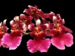 Tolumnia Popoki 'Mitzi' (2” pot)