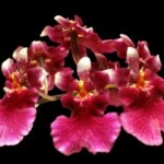 Tolumnia Popoki 'Mitzi' (2” pot)