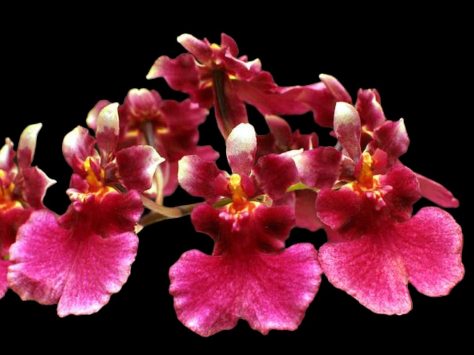 il_fullxfull.8101645361_qo0v.jpg Tolumnia Popoki 'Mitzi' (2” pot) - Image 1