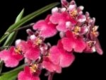 Tolumnia Popoki 'Mitzi' (2” pot) - Image 2