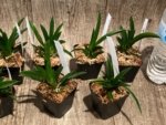 Tolumnia Popoki 'Mitzi' (2” pot) - Image 5