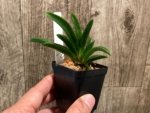 Tolumnia Popoki 'Mitzi' (2” pot) - Image 3