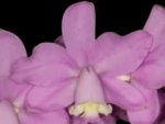 Fragrant Cattleya loddigesii aquinii 'Alvaro Perelia' × self (2” pot)