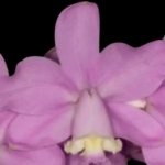 Fragrant Cattleya loddigesii aquinii 'Alvaro Perelia' × self (2” pot)