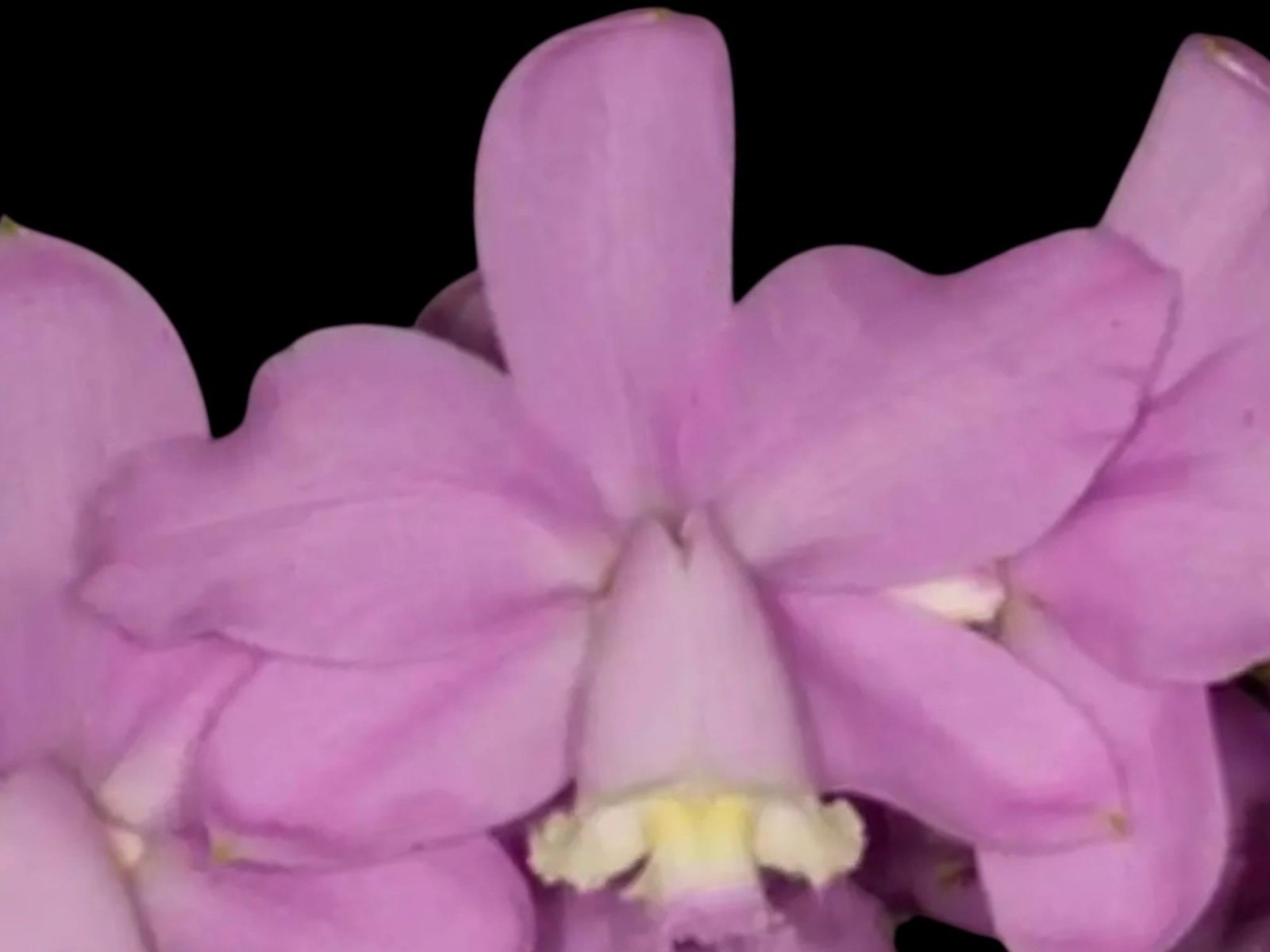 il_fullxfull.8102996055_ass3.jpg Fragrant Cattleya loddigesii aquinii 'Alvaro Perelia' × self (2” pot) - Image 1