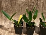 Fragrant Cattleya loddigesii aquinii 'Alvaro Perelia' × self (2” pot) - Image 3