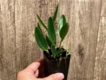 Fragrant Cattleya loddigesii aquinii 'Alvaro Perelia' × self (2” pot) - Image 2