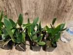 Fragrant Cattleya loddigesii aquinii 'Alvaro Perelia' × self (2” pot) - Image 6