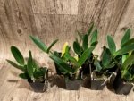 Fragrant Cattleya loddigesii aquinii 'Alvaro Perelia' × self (2” pot) - Image 7