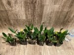 Fragrant Cattleya loddigesii aquinii 'Alvaro Perelia' × self (2” pot) - Image 8