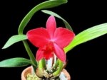 Rlc. Ability Red 'Sunset Memory' SM/JOGA (Rlc. Birthday Dream x C. Psyche) (2” pot) - Image 2