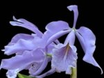 Fragrant Cattleya maxima coerulea 'Blue Sea' (2” pot)