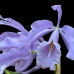 Fragrant Cattleya maxima coerulea 'Blue Sea' (2” pot)