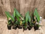 Fragrant Cattleya maxima coerulea 'Blue Sea' (2” pot) - Image 4