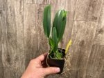 Fragrant Bc. Keowee 'Mendenhall' AM/AOS (2” pot) - Image 4