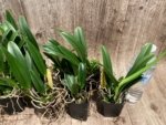 Fragrant Bc. Keowee 'Mendenhall' AM/AOS (2” pot) - Image 6