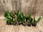Fragrant Bc. Keowee 'Mendenhall' AM/AOS (2” pot) - Image 8
