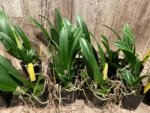 Fragrant Bc. Keowee 'Mendenhall' AM/AOS (2” pot) - Image 7