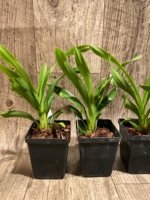 Cymbidium Cali Night ‘Black Shower’ (3.5" pot) - Image 4