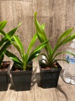 Cymbidium Cali Night ‘Black Shower’ (3.5" pot) - Image 3