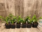 Cymbidium Cali Night ‘Black Shower’ (3.5" pot) - Image 5