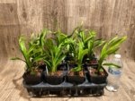 Cymbidium Cali Night ‘Black Shower’ (3.5" pot) - Image 7