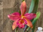 Blc. Copper Queen (Bl. Richard Mueller x Blc. Toshia Aoki) (3.5" pot)