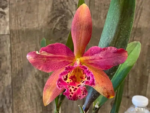 Blc. Copper Queen (Bl. Richard Mueller x Toshia Aoki) (3.5" pot) - Image 2