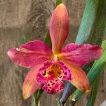 Blc. Copper Queen (Bl. Richard Mueller x Blc. Toshia Aoki) (3.5" pot)
