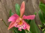 Blc. Copper Queen (Bl. Richard Mueller x Blc. Toshia Aoki) (3.5" pot) - Image 3