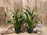 Double Spikes Fragrant Miltassia Charles M. Fitch 'Izumi' (3.5" pot) - Image 4