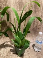 Double Spikes Fragrant Miltassia Charles M. Fitch 'Izumi' (3.5" pot) - Image 9
