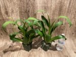 Double Spikes Fragrant Miltassia Charles M. Fitch 'Izumi' (3.5" pot) - Image 2
