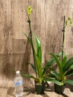 In Spike Paphiopedilum Quintal Wonder & lowii alba (3.5” Pot) - Image 5