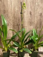 In Spike Paphiopedilum Quintal Wonder & lowii alba (3.5” Pot) - Image 6