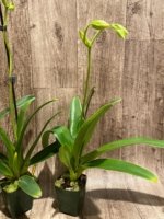 In Spike Paphiopedilum Quintal Wonder & lowii alba (3.5” Pot) - Image 7