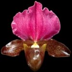 Paphiopedilum QF Kaha (Paph. QF Wainani x charlesworthii) (2" pot)