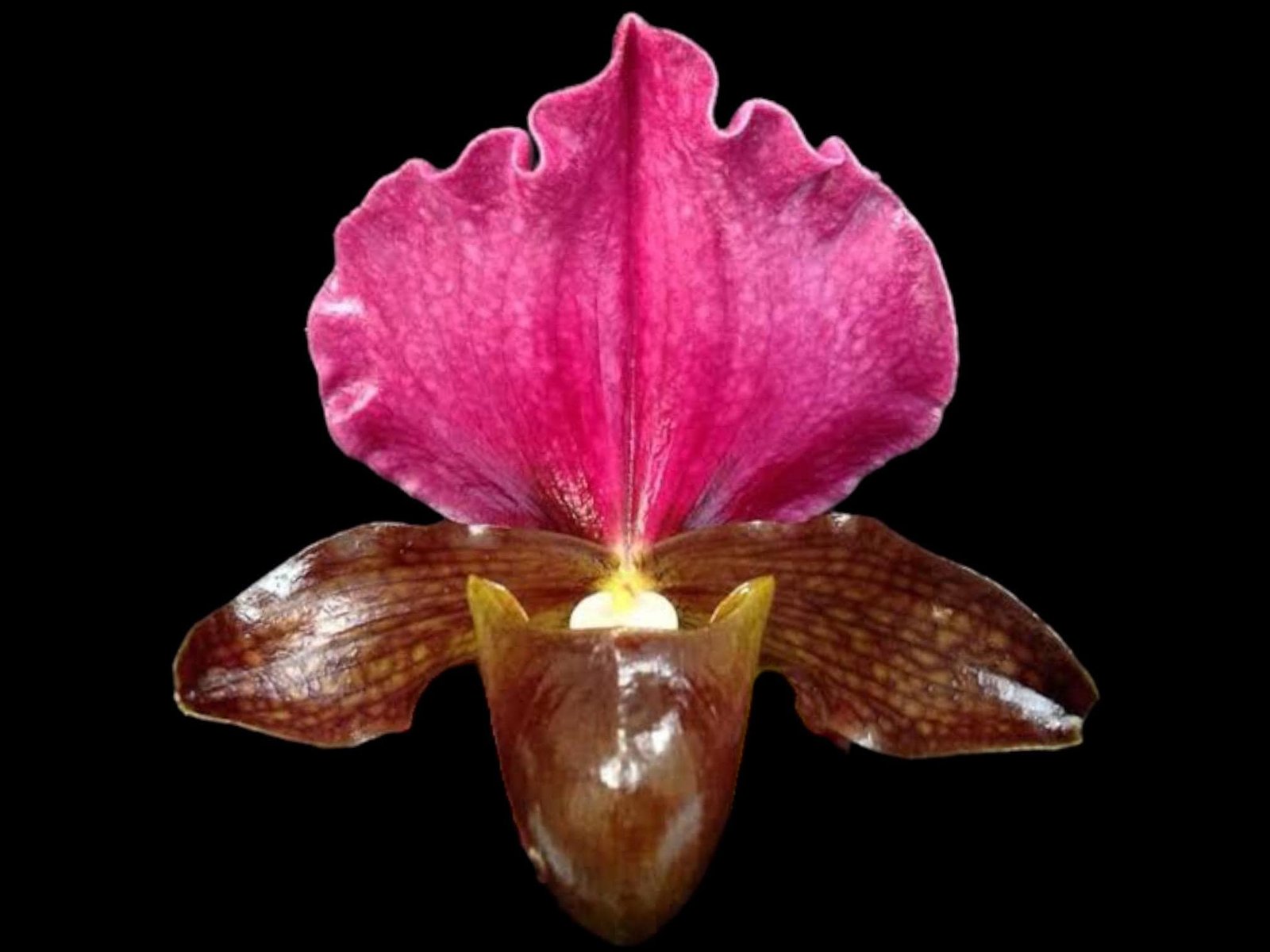 il_fullxfull.8127045081_vxqz.jpg Paphiopedilum QF Kaha (Paph. QF Wainani x charlesworthii) (2" pot) - Image 1