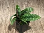 In Spike Paph. Apres Midi (appletonianum x hookerae) (2” pot) - Image 2