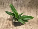 Paphiopedilum QF Kaha (Paph. QF Wainani x charlesworthii) (2" pot) - Image 2