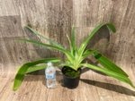 Paph. Kolokopingii Var. Topperi x Stonei (5”Pot) - Image 3