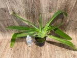 Paph. Kolokopingii Var. Topperi x Stonei (5”Pot) - Image 6