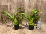 Phragmipedium Leslie Garay (longifollum 'Blast as Night' x caudatum var. warszewiczlanum) (4.5” pot) - Image 2