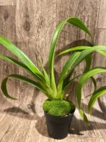 Phragmipedium Leslie Garay (longifollum 'Blast as Night' x caudatum var. warszewiczlanum) (4.5” pot) - Image 4