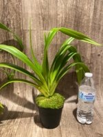 Phragmipedium Leslie Garay (longifollum 'Blast as Night' x caudatum var. warszewiczlanum) (4.5” pot) - Image 5