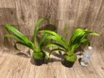 Phragmipedium Leslie Garay (longifollum 'Blast as Night' x caudatum var. warszewiczlanum) (4.5” pot) - Image 3