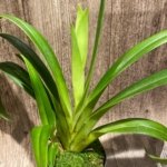In Spike - Phragmipedium GF Naukana Kealoha × exstaminodium 'Gandalf’ (4.5” pot)