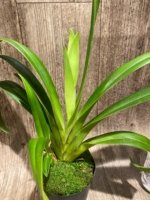 In Spike - Phragmipedium GF Naukana Kealoha × exstaminodium 'Gandalf’ (4.5” pot)