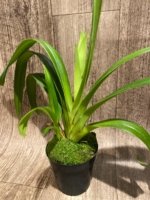 In Spike - Phragmipedium GF Naukana Kealoha × exstaminodium 'Gandalf’ (4.5” pot) - Image 2