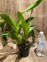 Colmanara Wildcat 'Petite Sirah' Blooming Size (3.5" pot) - Image 4
